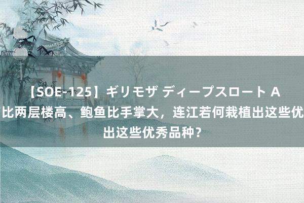 【SOE-125】ギリモザ ディープスロート Ami 海带比两层楼高、鲍鱼比手掌大，连江若何栽植出这些优秀品种？